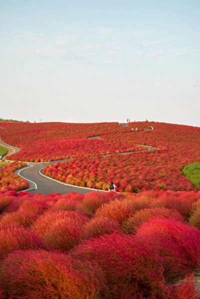 令人窒息的日本美景--秋季地肤盛宴!