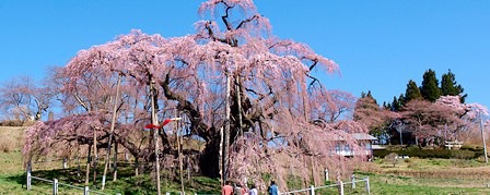 日本樱花季不可错过的樱花名木