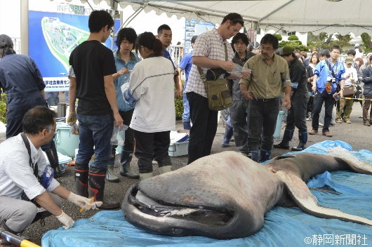 深海鲨鱼巨口鲨公开解剖超过1500人围观