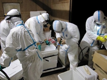 冈山县爆发禽流感疫情 扑杀处理20万只鸡-日本