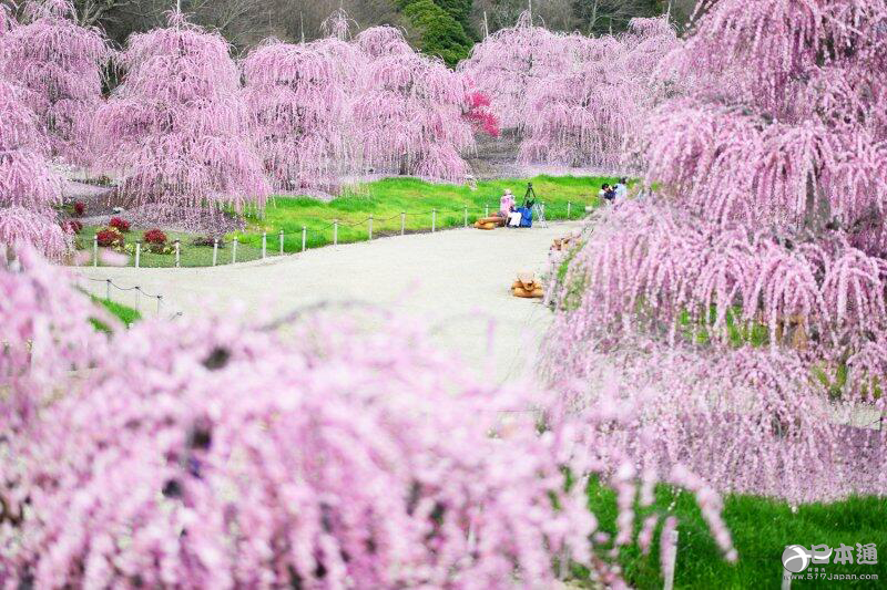 三重县铃鹿市森林庭园 垂枝梅盛开如同粉色的巨龙