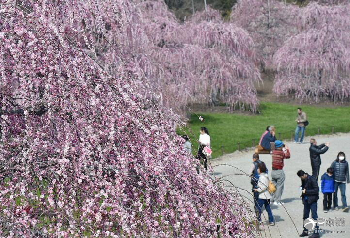 三重县铃鹿市森林庭园 垂枝梅盛开如同粉色的