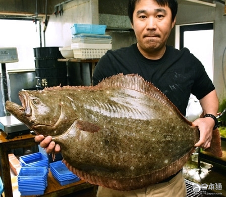 日本捕获巨型比目鱼：做生鱼片可供40人食用