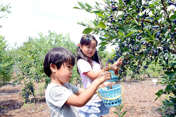 日本埼玉县美里町21个蓝莓观光农园开业-日本
