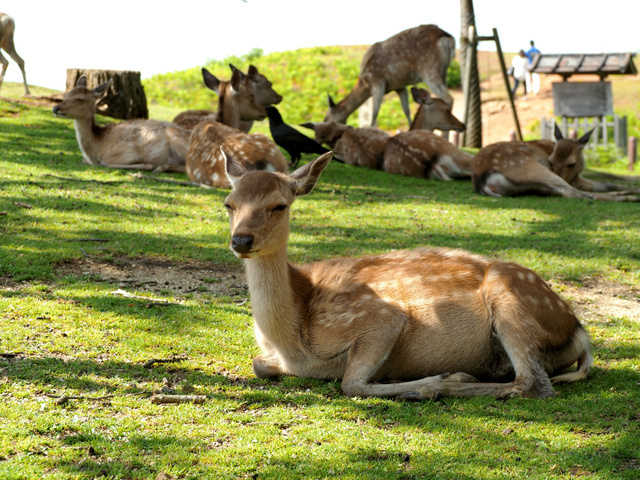 日本奈良的鹿匪究竟有多流氓?政府都坐不住了