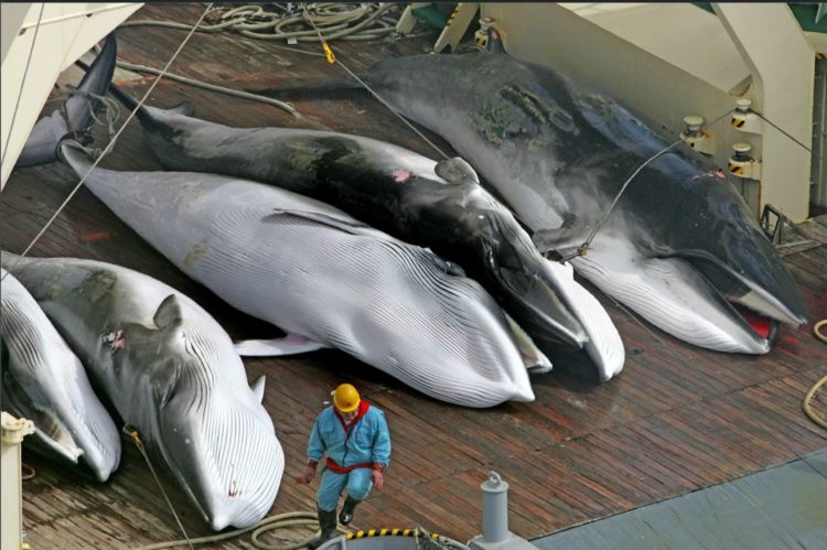 日本超过半数民众支持政府退出IWC重启商业捕鲸