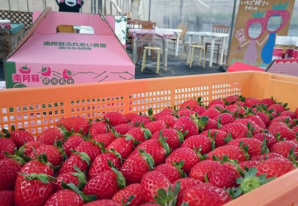 在熊本摘草莓！从Insta精选农场到温泉培育的草莓地！推荐4处摘草莓的好去处