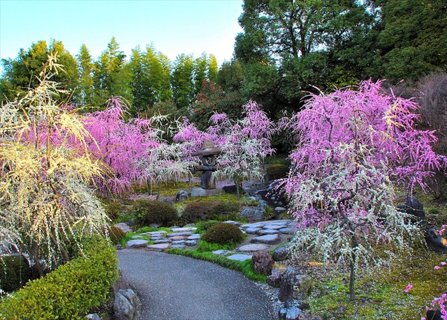 城南宫的垂梅——为京都传来最初的春意