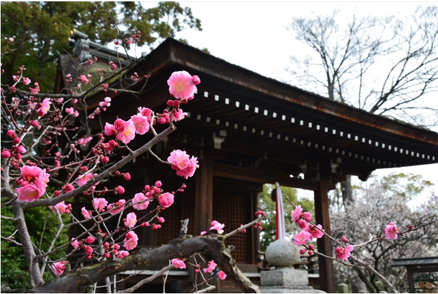 城南宫的垂梅——为京都传来最初的春意