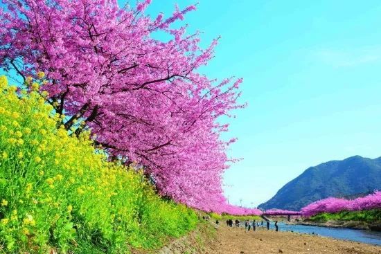 2019日本全国最佳赏樱地点排行榜，安排！