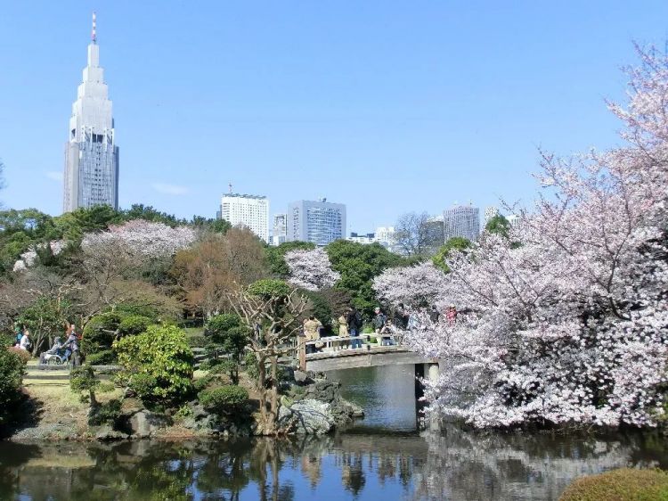 2019日本全国最佳赏樱地点排行榜，安排！
