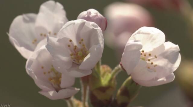 日本秋田市樱花绽放 时间比往年提前两日