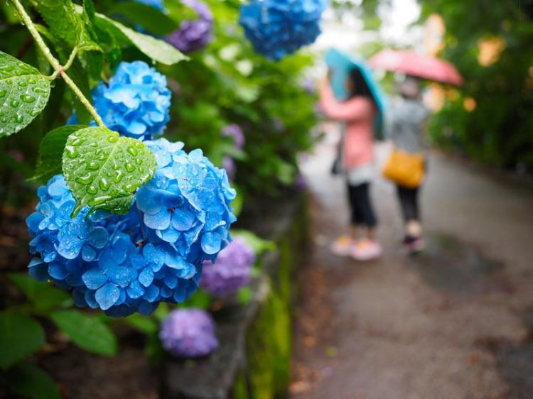 日本街巷“晴伞花”，承蒙您的照顾