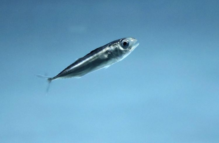 日本​水族馆首次展出蓝鳍金枪鱼幼鱼，但幼鱼大量死亡