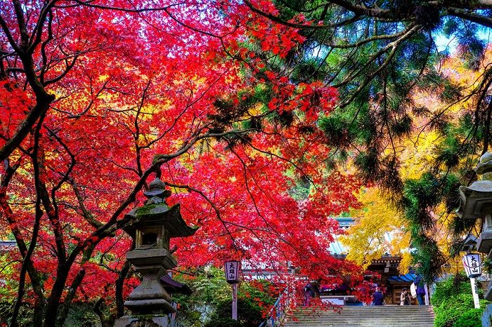 日本成为国人国庆假期出境游的首选旅行地