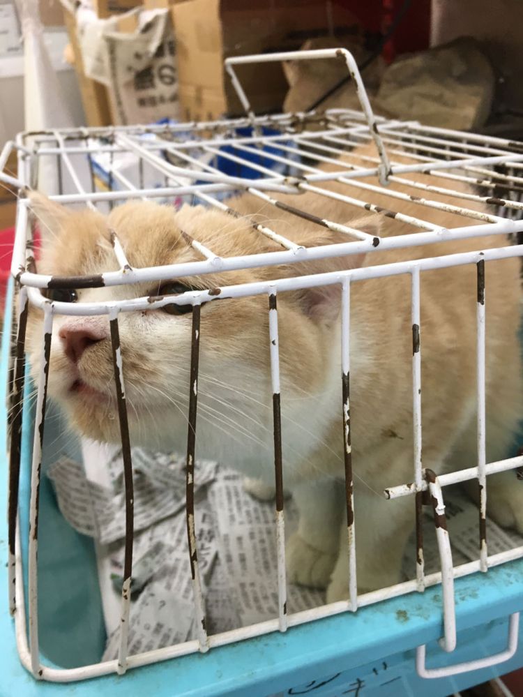 残酷的日本宠物店（上）：除了猫狗，员工也在饱受折磨