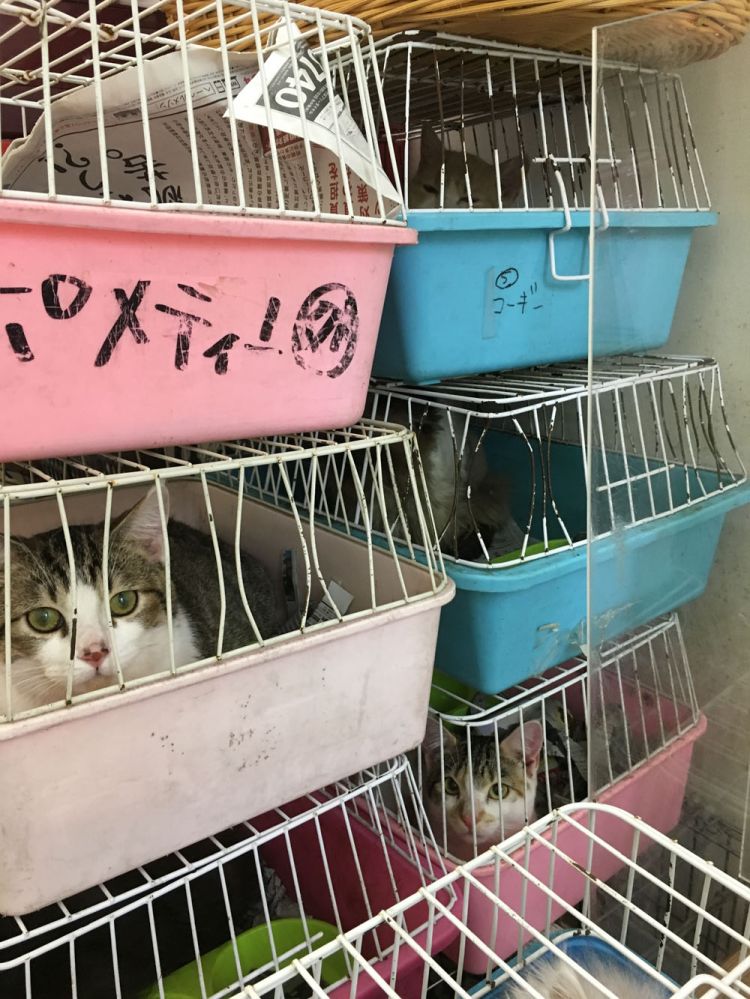 残酷的日本宠物店（上）：除了猫狗，员工也在饱受折磨