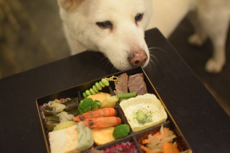 日本单人年夜饭人气爆棚，办公室御节料理强势袭来！