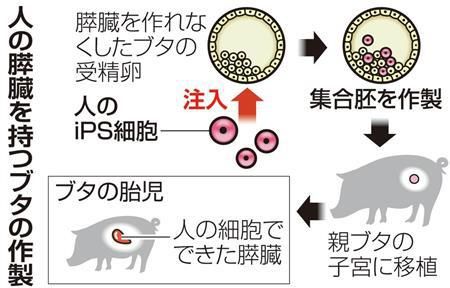 日本明治大学研究在猪体内培植人类胰脏