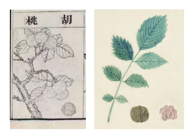 在中日两位大师的笔下，古诗词中植物居然可以这么美！