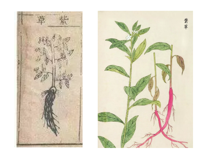 在中日两位大师的笔下，古诗词中植物居然可以这么美！
