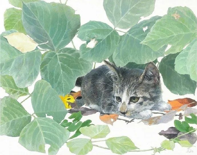 大型俳句吸猫现场：猫的恋爱，猫的生活百态