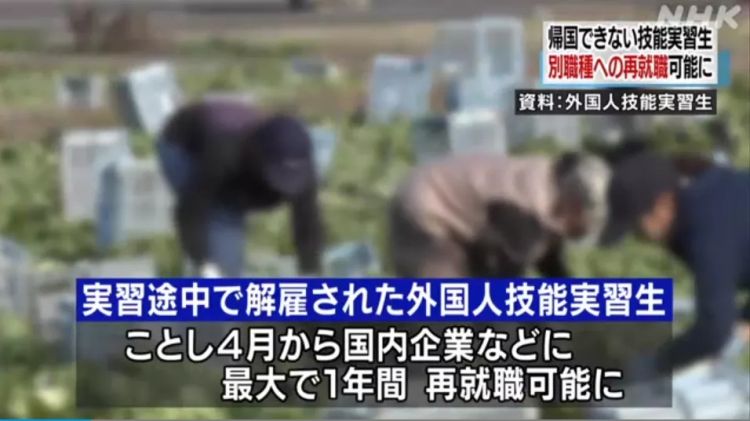 日本终于想通了！滞留日本的外劳有望灵活就业
