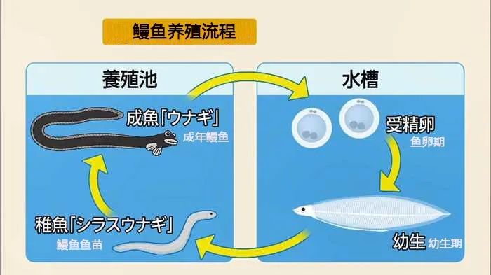 熬了三年，日本鳗鱼终于降价了