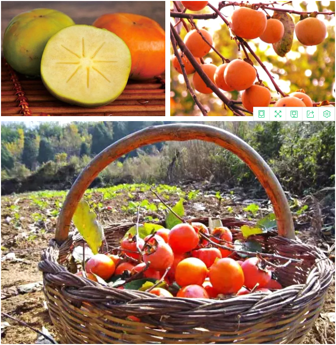 中日节气风物志丨你尝尝秋天的柿子，多甜