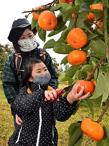 中日节气风物志丨你尝尝秋天的柿子，多甜