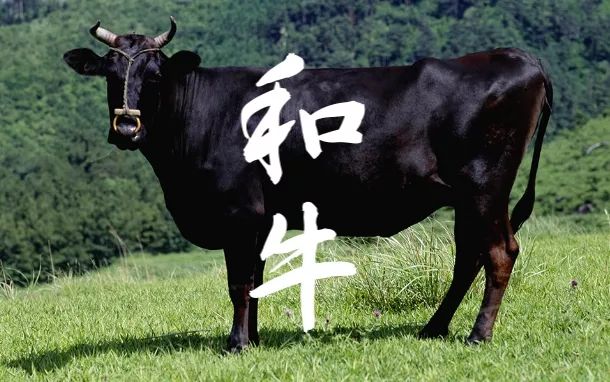 日本和牛解禁，你吃过的是真和牛吗？