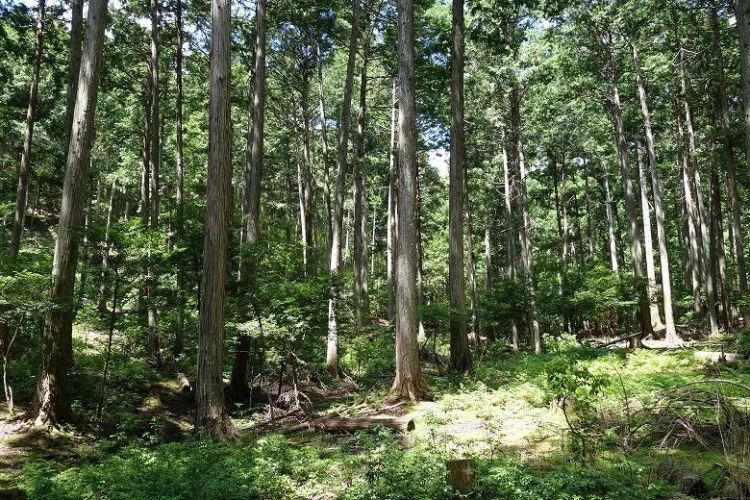 外国人投资日本山林机会几何