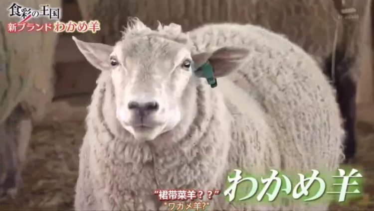 为什么日本人很少吃羊肉？