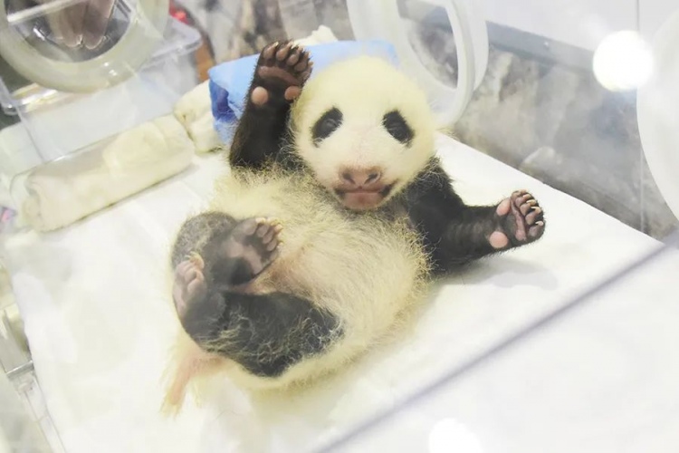 日本再次发布“紧急事态宣言”，疫情下大熊猫宝宝温暖人心
