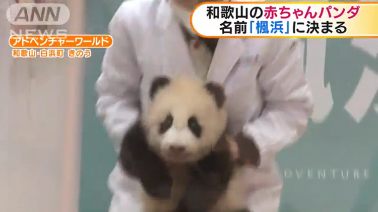 和歌山大熊猫宝宝定名枫滨