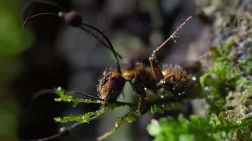 日本人发现了长在蟑螂身上的「冬虫夏草」