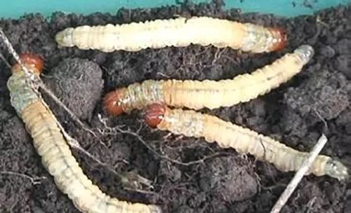日本人发现了长在蟑螂身上的「冬虫夏草」
