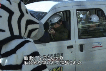 日本的动物出逃演习，我真的不愿再笑