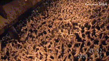 日本人新年抢头香，第一名才是倒霉蛋