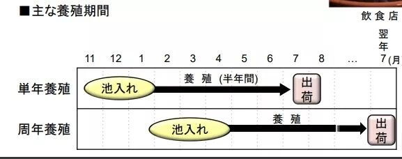 为什么日本人要用中国鳗鱼冒充日本鳗鱼？