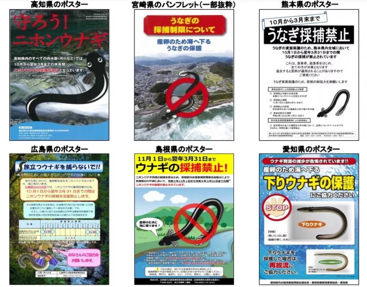 为什么日本人要用中国鳗鱼冒充日本鳗鱼？