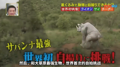 日本综艺把人扔进真狮子堆里自拍，看之前没想到能这么好笑