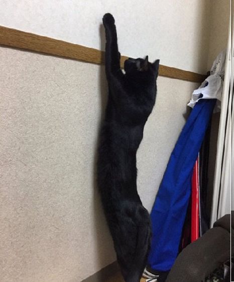 日本有个“猫伸长协会”，里面的猫也太太太长了！