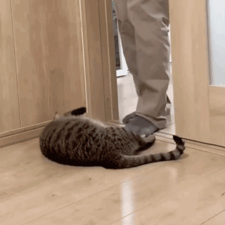 日本一按摩店长上网发帖“控诉”，惨遭7只猫抢生意，网友笑翻了！