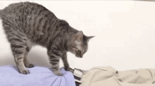 日本一按摩店长上网发帖“控诉”，惨遭7只猫抢生意，网友笑翻了！
