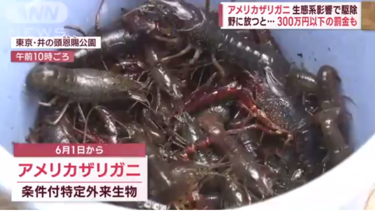 日本6月起禁止出售小龙虾，违者最高3年监禁或罚款