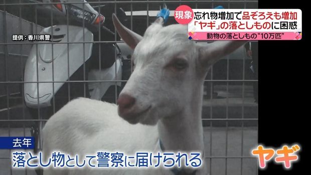 日本4年间有逾10万只动物被作为失物交给警方