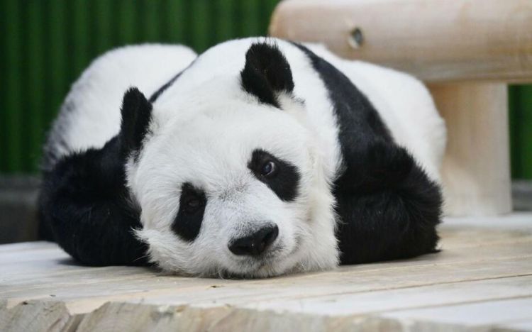 中国外借日本熊猫“旦旦”迎来28岁生日