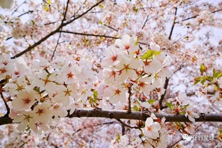 樱花只有在日本时才是最美吗？