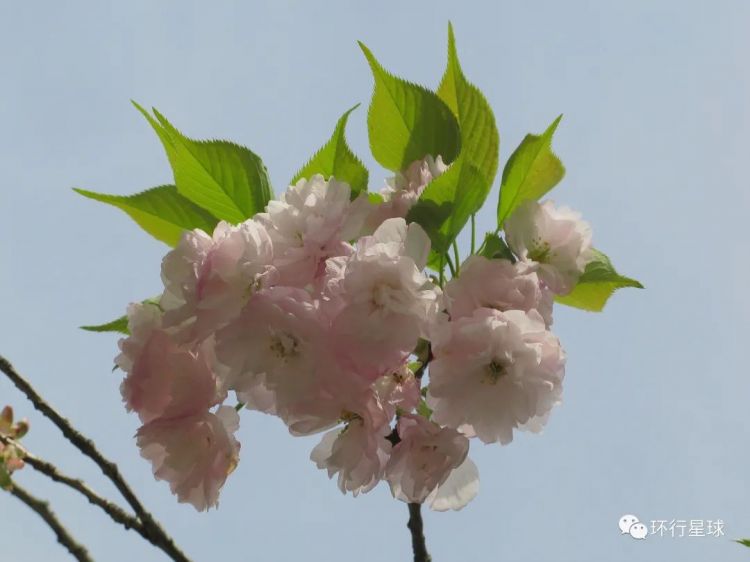 樱花只有在日本时才是最美吗？